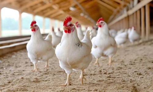 Broiler chicken